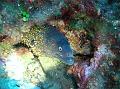 Poisson Murène